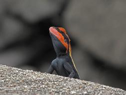 charming Agama Lizard