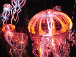 luminous orange-pink jellyfish