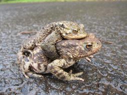 Toads Common