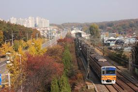 Nature Train tree