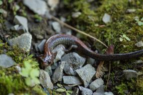 Newt Wildlife