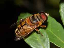 brown fly on green leaves close up