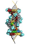 drawn deoxyribonucleic acid compound