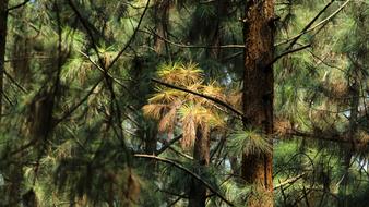 Wood Tree Nature green
