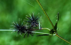Nature Flora Leaf green