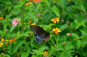 Swallowtail Butterfly Garden flowers