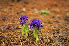 Beautiful violet iris flowers in the colorful garden