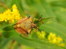 macro photo of yellow Pluskwiak Insect on leaf