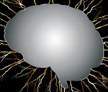 brain head skull cranium drawing