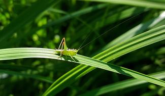 Grasshopper green and green grass