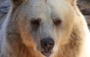 portrait of a huge wild bear