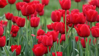 red Tulip Nature Plant