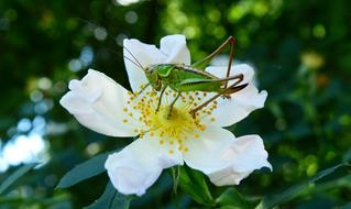cricet insect