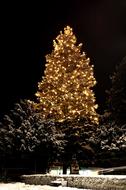 illuminated Christmas snow tree
