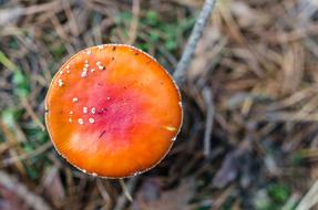 red Toadstool Mushroom Nature