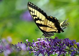 Butterfly Monarch and violet flowers