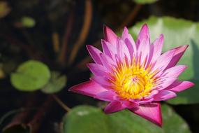 wonderful Lotus Flowers Thailand