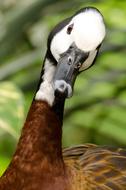wild duck head