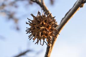 Branch Tree dry flower ball