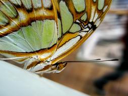 nice Butterfly Colorful Orange