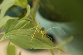 Close-up of the insect, on the green leaf, at blurred background