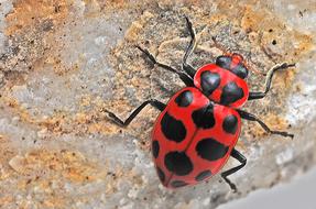Ladybug red Macro Insect