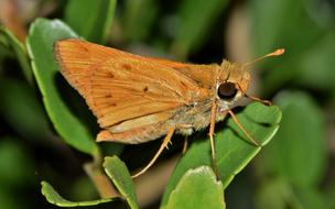 Butterfly Fiery Skipper orange