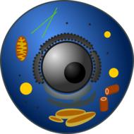painted animal cell