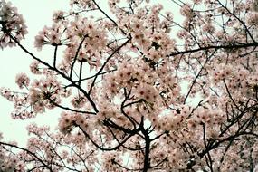Flowers Cherry Blossom