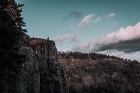 Nature Panoramic trees