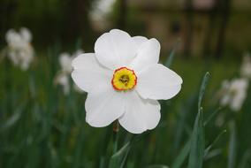 Daffodil Flower Wild white
