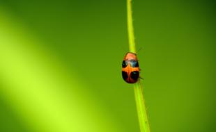 Ladybug Insect on Leaf