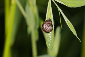 snail is creeping up a green leaf
