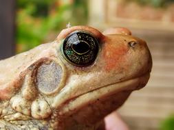 African Red Toad face