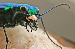 Tiger Beetle Insect Macro photo