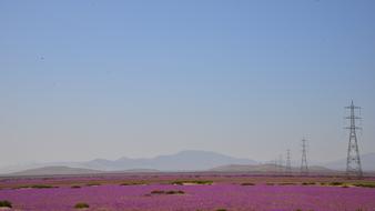 Desert Sky Electrical and violet flowers