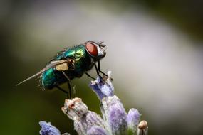 Insect Fly green
