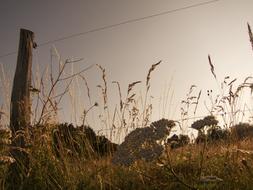 Electrical Fence Wire among the colorful nature in light