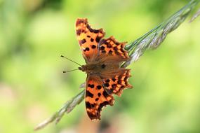 brown butterfly in blurred background