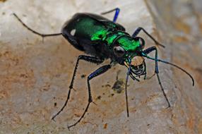 green tiger beetle