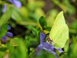 yellow butterfly on a blue flower close-up on a blurred background
