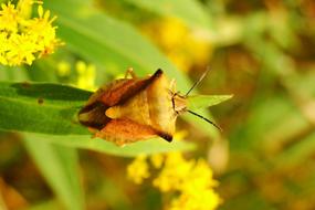 brown shieldbug on leaf