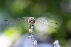 ravishing Dragonfly Blurry