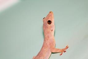 Lizard Raptile pink