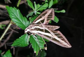 ravishing Moth Sphinx Banded