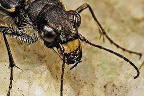Tiger Beetle blue macro