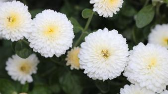 white summer flowers close up