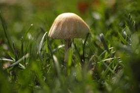 ravishing Mushroom Plant