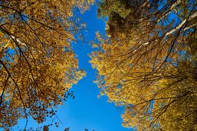Autumn Tree and blue sky