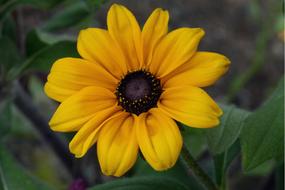 wonderful Daisy Flower Garden